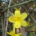 Jasminum nudiflorum fleur P5